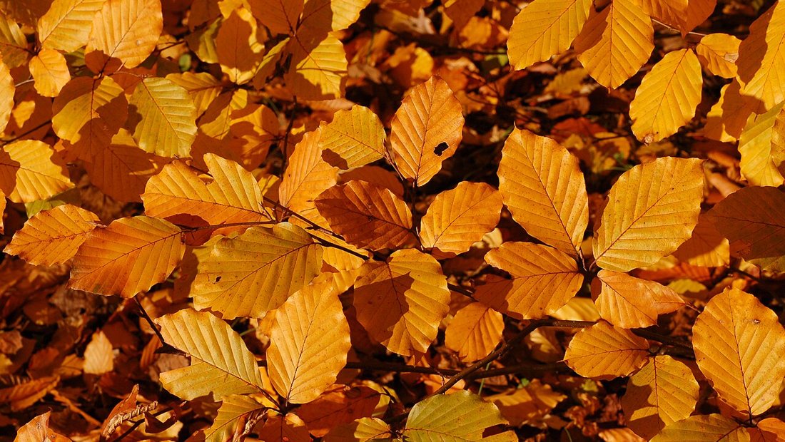 Autumn leaves collecting in a roof gutter